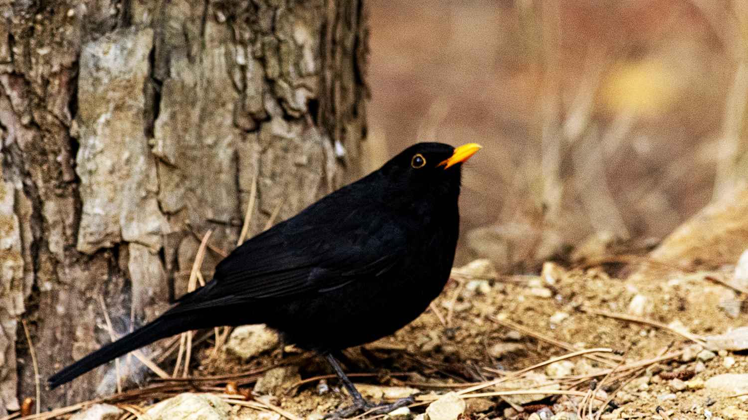 Eurasian Blackbird